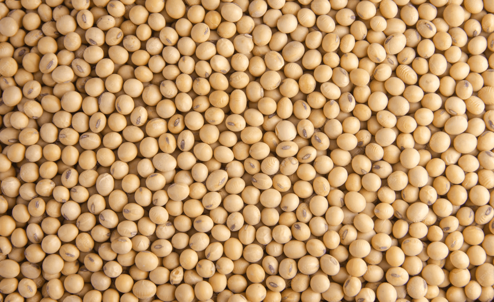 Soy Beans